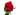 Solitario Rosa Roja