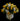 Energetic / flowers
