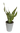 planta sancibiera
