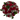 Rosas y Gypsophila