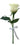 Rosa blanca fresca por unidad, flor elegante con tallo y hojas verdes, ideal para regalar o decorar en Miami.