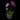 Jardín Soleil de orquídeas magenta y flores claras moteadas de morado en recipiente negro acanalado con lazo blanco.