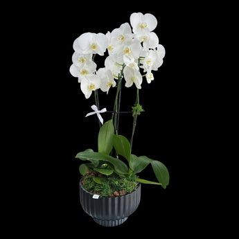 Jardín decorativo con orquídeas naturales en planta, presentado como arreglo elegante para regalo en Miami.