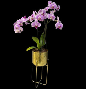 Orquídeas doradas en planta, flores de Doral Roses Miami, ideales para el Día de las Madres, con hojas verdes y flores doradas.