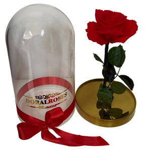 Rosas rojas eternas premium en cúpula de cristal, preservadas y decorativas, ideales para regalos y decoración elegante en interiores