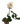 A rose