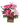 Fascinating / flowers