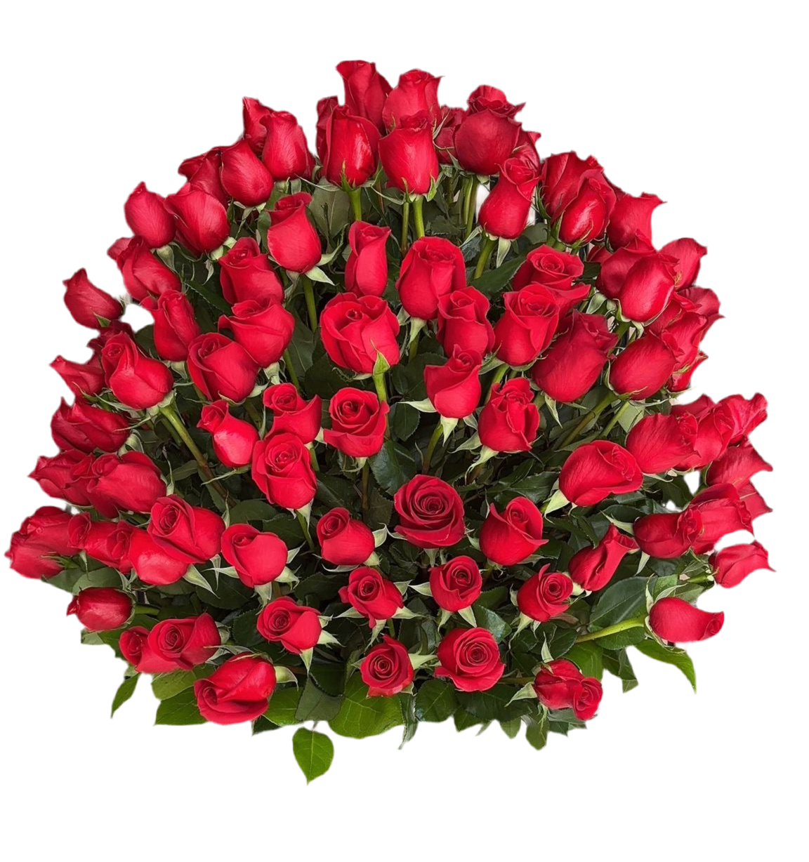 Tito's Rojas Roses Comprar Rosas Rojas Clásico Redondo Doral Florida - Generosa Entrega M ...