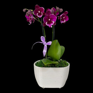Orquídea phalaenopsis moteada morada tallo largo en maceta cuadrada efecto mármol blanco