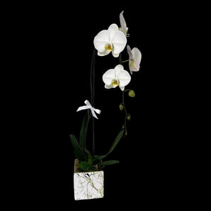 Orquídea blanca natural en maceta elegante, planta decorativa de flores blancas, ideal para decorar espacios con estilo en Miami