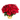 Poinsettia de Navidad de Doral Roses Miami, planta con hojas rojas y verdes, perfecta para regalos navideños en Miami.